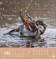 Vögel in unseren Gärten Postkartenkalender 2025 - Abbildung 10