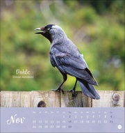 Vögel in unseren Gärten Postkartenkalender 2025 - Abbildung 11