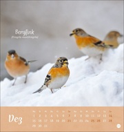 Vögel in unseren Gärten Postkartenkalender 2025 - Abbildung 12