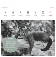 Monika Wegler: Katzen Weisheiten Premium-Postkartenkalender 2025 - Illustrationen 6
