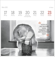 Monika Wegler: Katzen Weisheiten Premium-Postkartenkalender 2025 - Illustrationen 12