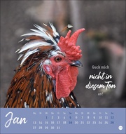 Hühner Postkartenkalender 2025 - Ach, du verrücktes Huhn! - Abbildung 1