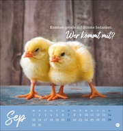 Hühner Postkartenkalender 2025 - Ach, du verrücktes Huhn! - Abbildung 9