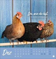 Hühner Postkartenkalender 2025 - Ach, du verrücktes Huhn! - Abbildung 12