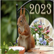 Kalender 2023 - Eichhörnchen