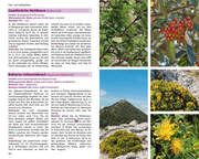 Mallorcas Flora - Abbildung 7