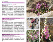Mallorcas Flora - Abbildung 9