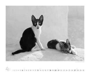 Cats 2014 - Abbildung 4