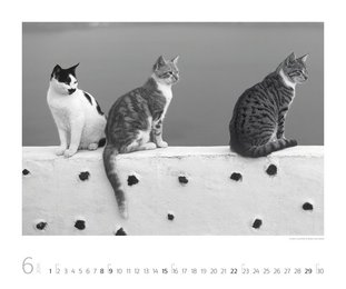 Cats 2014 - Abbildung 6