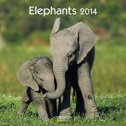 Elephants 2014