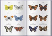 Schmetterlingskalender 2024 - Abbildung 5