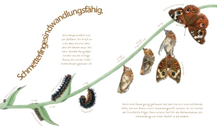 Das wundersame Leben der Schmetterlinge - Abbildung 1