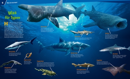 Haie - Im Reich der schnellen Jäger - Abbildung 3