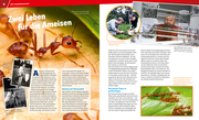 Ameisen und Termiten - Abbildung 2