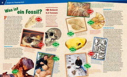 Fossilien - Spuren des Lebens - Abbildung 2
