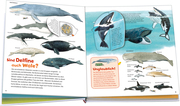 WAS IST WAS Junior - Wale und Delfine - Illustrationen 1