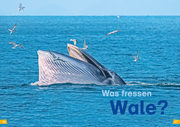 Wale und Delfine - Illustrationen 9
