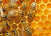 Bienen - Abbildung 2