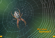 Spinnen - Abbildung 1