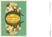 Das Museum der Pflanzen. Postkartenbuch - Abbildung 4