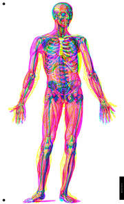 Der menschliche Körper - Abbildung 3