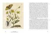 Maria Sibylla Merians Reise zu den Schmetterlingen - Abbildung 3