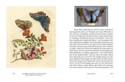 Maria Sibylla Merians Reise zu den Schmetterlingen - Abbildung 6