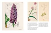 Orchideen - Abbildung 11