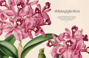 Orchideen - Abbildung 13