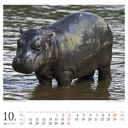 Flusspferde - Abbildung 10