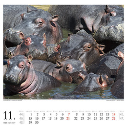 Flusspferde - Abbildung 11