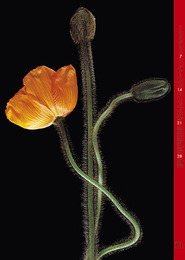 Blumensprache - Abbildung 11