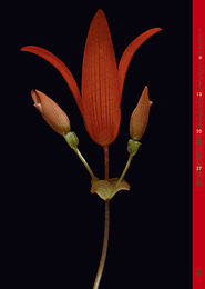 Blumensprache - Abbildung 6
