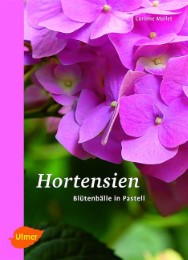 Hortensien
