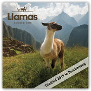 Llamas - Lamas 2019