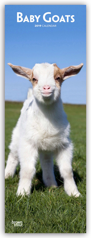 Baby Goats - Ziegenbabys 2019