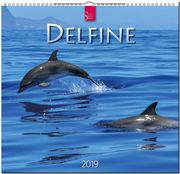 Delfine 2019