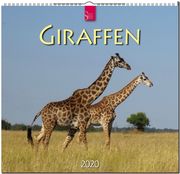 Giraffen 2020