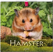 Hamster 2020