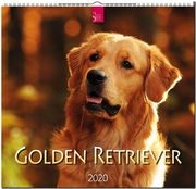 Golden Retriever 2020