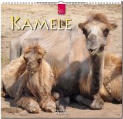 Kamele 2020