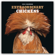 Extraordinary Chickens - Außergewöhnliche Hühner 2024 - Wandkalender