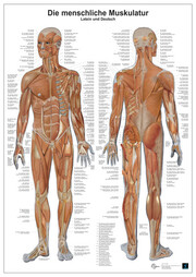 Anatomie Lerntafel