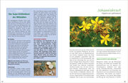Antibiotische Heilpflanzen - Abbildung 2