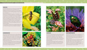 Biene, Igel, Schmetterling - Abbildung 1
