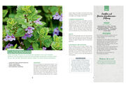 Wilde Ernte aus dem Wald - 40 essbare Pflanzen - einfache Bestimmung, kompaktes Wissen und leckere Rezepte - Abbildung 2