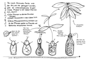 Plants for free - Abbildung 5