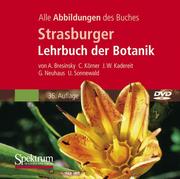 Strasburger - Lehrbuch der Botanik - Cover