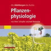 Alle Abbildungen des Buches Pflanzenphysiologie