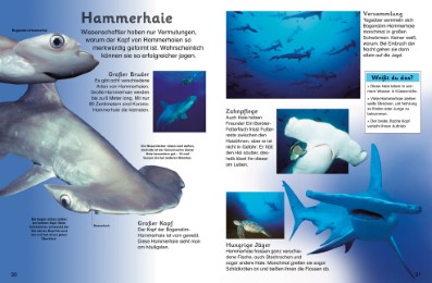 Haie - Abbildung 2